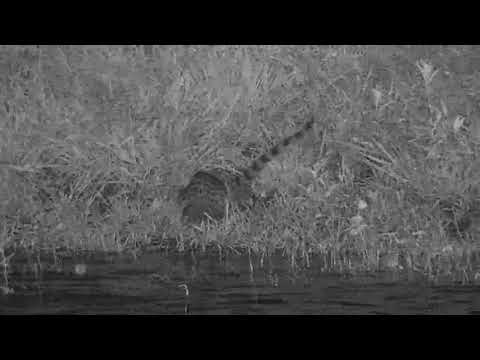 Djuma: Genet hunting Frogs - 20:38 - 01/10/2020