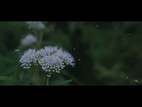 Ayodya Shiwangi | Seetha Thuhine | සීත තුහිනේ | ft. @pamith  Official Music Video🤍