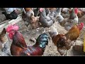 Tiba Asili Za Kuku Hiziapa Dawa Asili Za Kuku Na Chanjo Dawa Asili Za Kuku