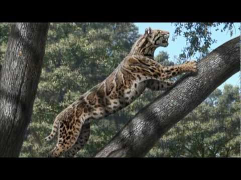 Sabertooth anatomy: the lumbar spine