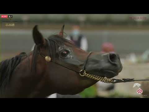 N 415 BADIEA AL NASSER   23rd Qatar National Arabian Horse Show   Stallions 4 6 Years Old Class 12A
