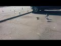 Seagulls In The Burger King Parking Lot