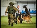 4 Israeli Special Forces Dogs Simultaneous Attack The Bad Guy