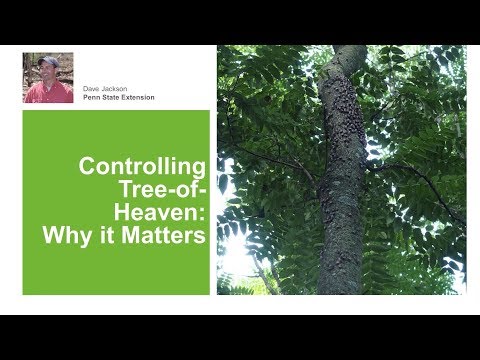 download lagu mp3 mp4 How Did The Tree Of Heaven Get Here, download lagu How Did The Tree Of Heaven Get Here gratis, unduh video klip How Did The Tree Of Heaven Get Here