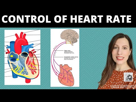 Control of heart rate: Role of SAN & AVN in the cardiac cycle, Parasympathetic & sympathetic nerves
