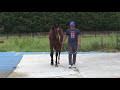 Goffs London Sale Walking Video ROCKIN ROY