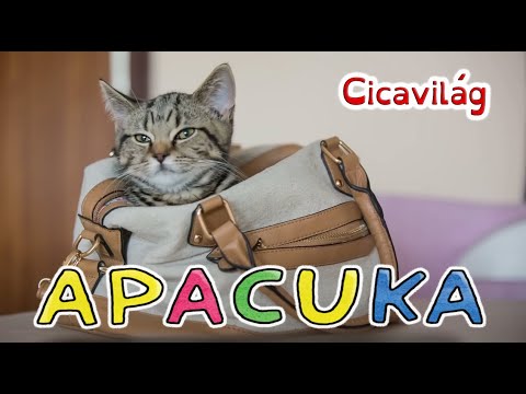 Apacuka zenekar - Cicavilág