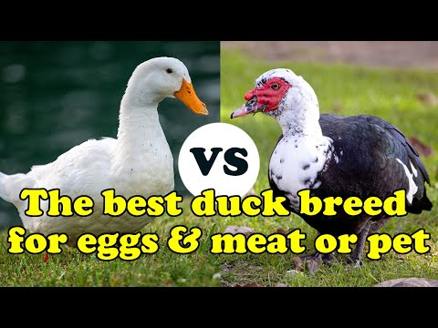 Pekin vs Muscovy: Best duck breed for eggs and meat for beginners