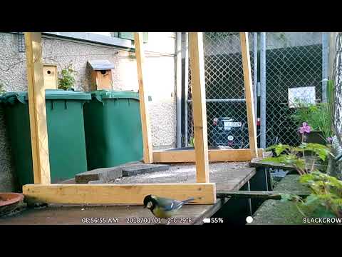 Wildkamera Maginon 14.05.2019 mein kleines Garten Gewusel