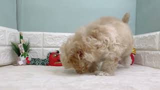 ハーフ犬の動画01