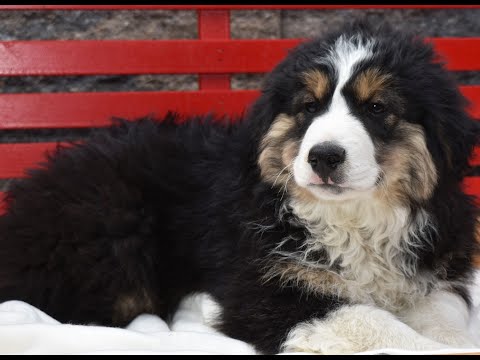craigslist mini australian shepherd