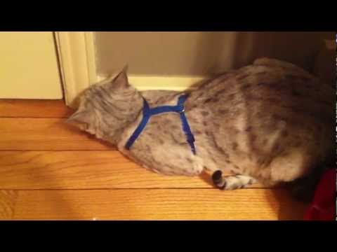 Theodore the Savannah Cat knows when he's naughty