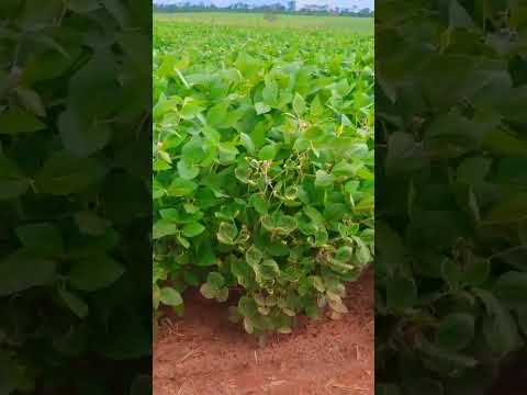 Soja 2026 em Terra roxa SP #johndeere #agro #farming #saopaulo #soja #soyabean #campo #brasil #chuva