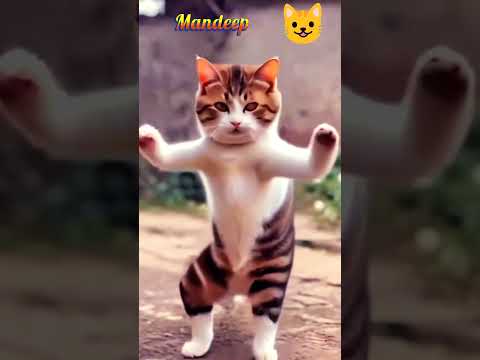 Cat dance😺 #Short #Youtube Shorts