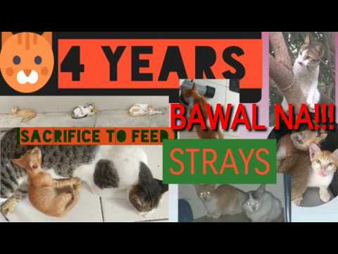 STOP FEEDING STRAY CATS/4 YEARS OF FEEDING/JULY 2020