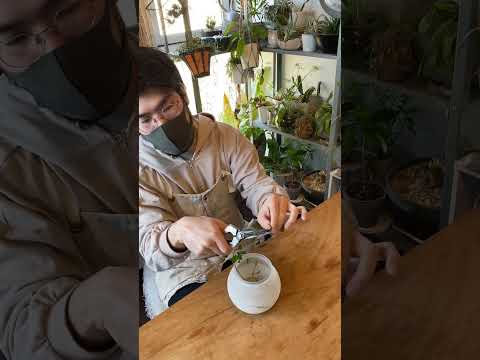 アイビーの挿し木はいつ取るのですか？どうやって ？リーダーに従う ！  庭園