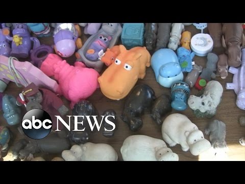 Woman Vying for Hippo-Related World Record