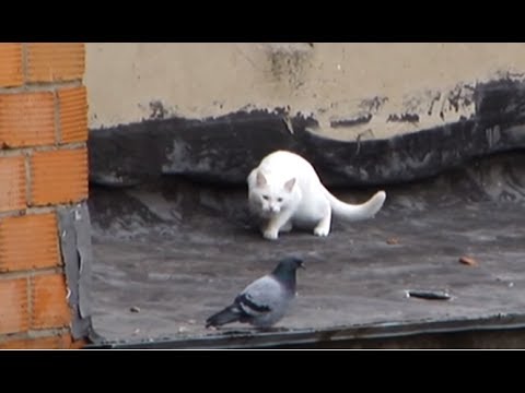 Stalkers and Hunters --- CAT COMPILATION