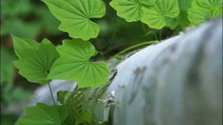 Jon and Vangelis - Page Of Life