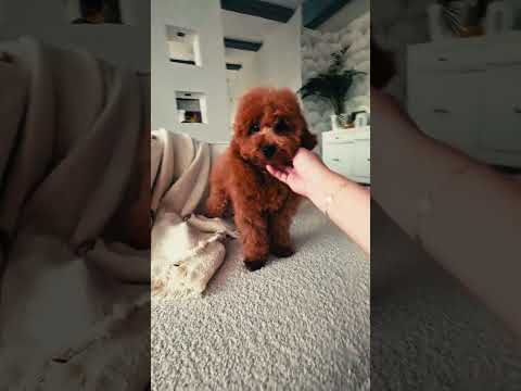 Perros Caniche Miniatura en venta