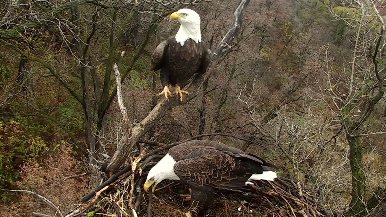 The Eagle's Return: A Visit to the National Eagle Center
