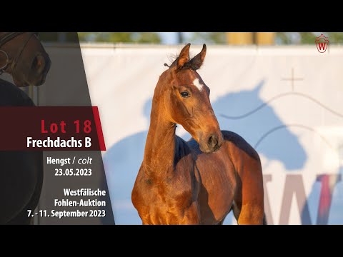 Fohlen-Auktion Lot 18 Frechdachs B Hengst v. Fair Deal - Escolar