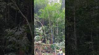 Download lagu Mikat cucak ijo mp3 Download lagu Mikat cucak ijo mp3