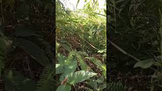 Download lagu #kicaumania #birds #satuklikuntukwujudkanimpianmu #kicaumanianusantara #burung mp3 Download lagu #kicaumania #birds #satuklikuntukwujudkanimpianmu #kicaumanianusantara #burung mp3