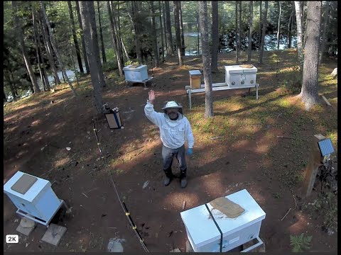 Honey and Bee Bread: Natural Beekeeping vs Conventional Industrial-style Beekeeping