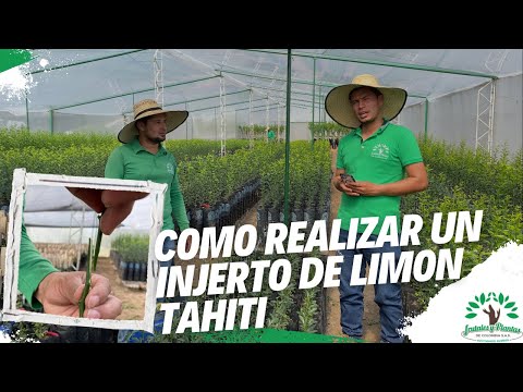Como realizar un injerto de Limón Tahití 🍋🇨🇴🌱