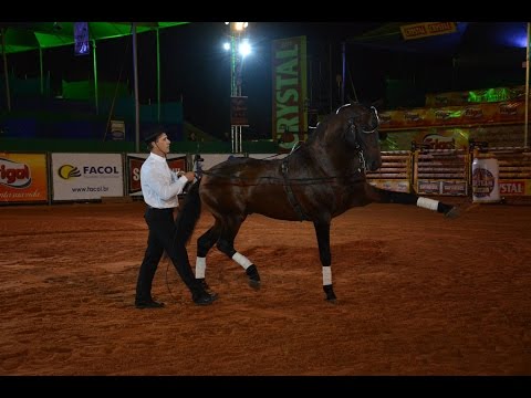 video da cia iptassu 2015 - compacto