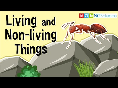 What Are Living and Non-living Things?