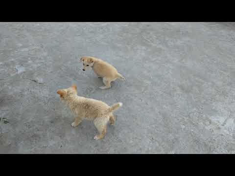 Tabu &silki fight small dog hot fight