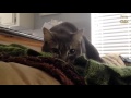 Cats Being Jerks Compilation NEW