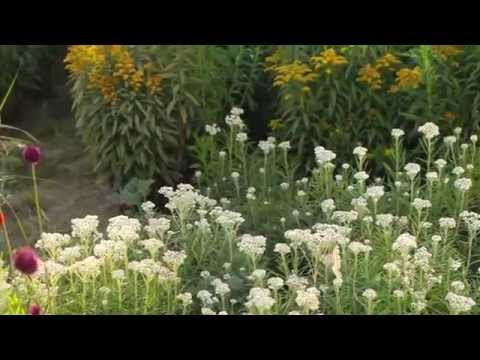 Havsträdgården -trädgården i sanddynerna