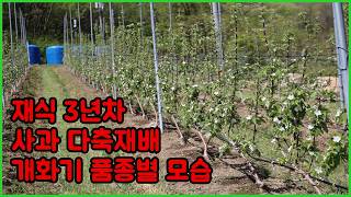사과 다축수형 재식 3년차 개화기 모습