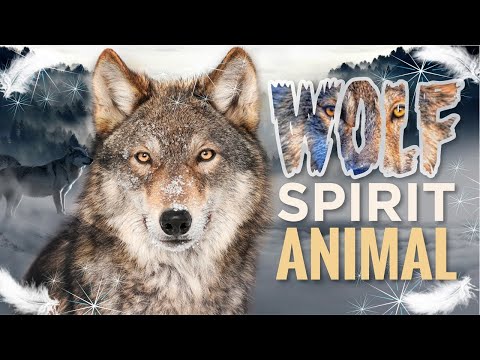 Wolf Spirit Animal – What it Means to Have the Wolf as Your Spirit Animal?