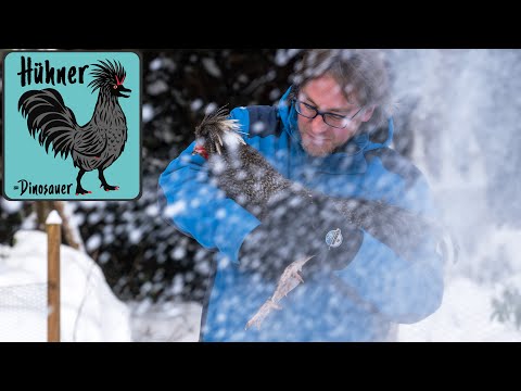 ❄️Vertragen meine 🐔 Hühner Frost? ❄️