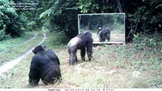 preview picture of video 'Anti stress : Chimpanzés : comportement inconnu ? Chimps unknown behavior?'