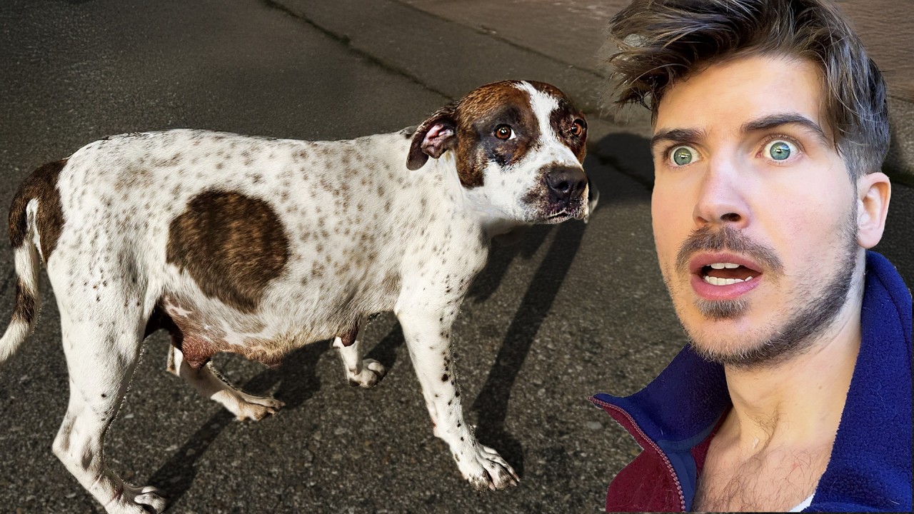 Rescuing a Pregnant Dog From the Streets!