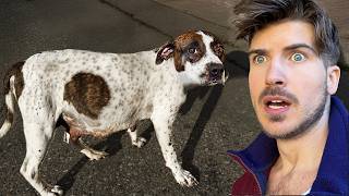 Download lagu Rescuing a Pregnant Dog From the Streets! mp3