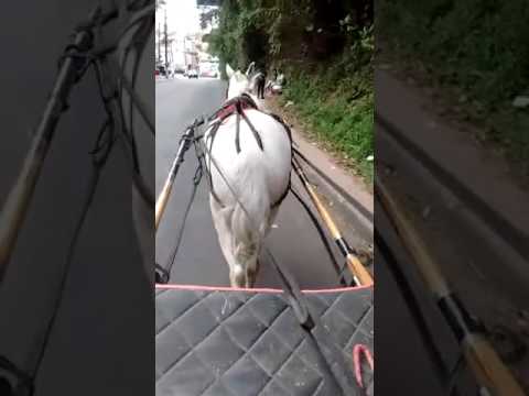 Cavalo mestre de charrete