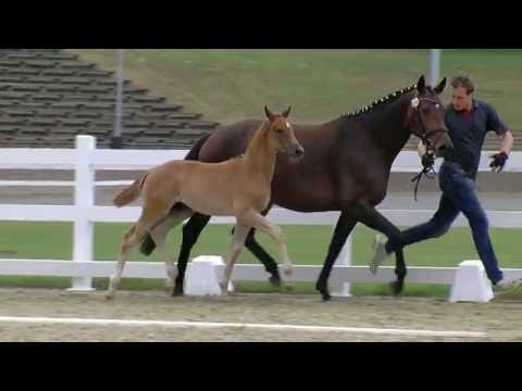 Hf v Morricone x Sir Donnerhall 2016