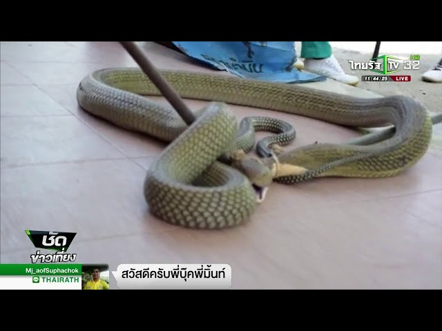 จับงูจงอางดุร้าย ยาว 4 เมตร | 02-03-61 | ชัดข่าวเที่ยง