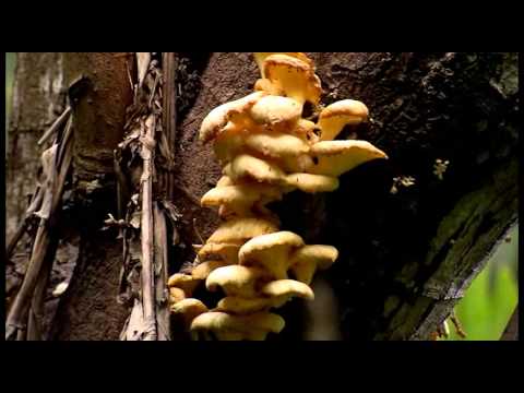 STJ Cidadão #289 - Meio ambiente