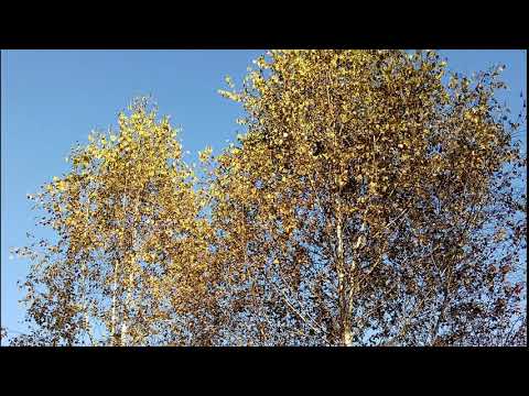 "Что такое осень?" (Для детей.) Стих и монтаж Никитенкова Лариса. 24.10.2017г.