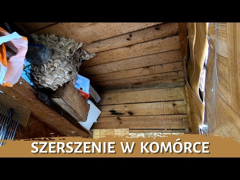 Szerszenie w komórce - usuwanie gniazda - likwidacja gniazda - gniazdo szerszeni