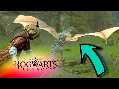 Huge DRAGON Caught Snatching a Sheep in Hogwarts Legacy!
