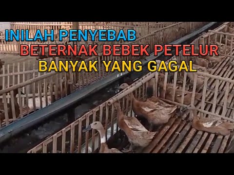 , title : 'Penyebab Beternak Bebek Banyak Yang Gagal'