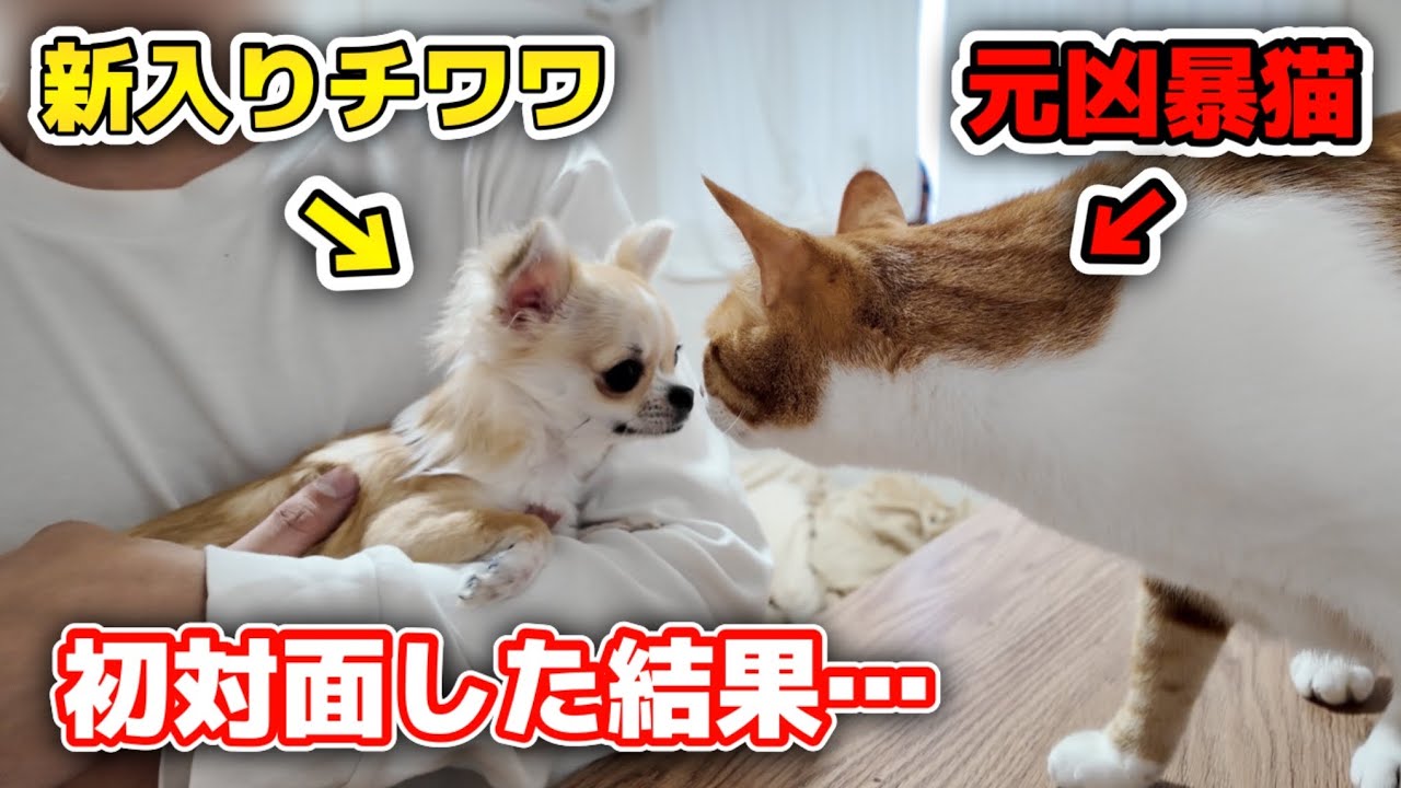 猫と子犬（チワワ）の初対面で猫が予想外過ぎる反応をしました